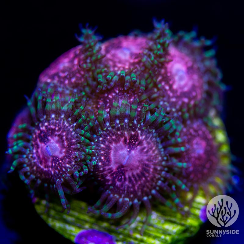 Soft coral - Strawberry Wine Zoanthid