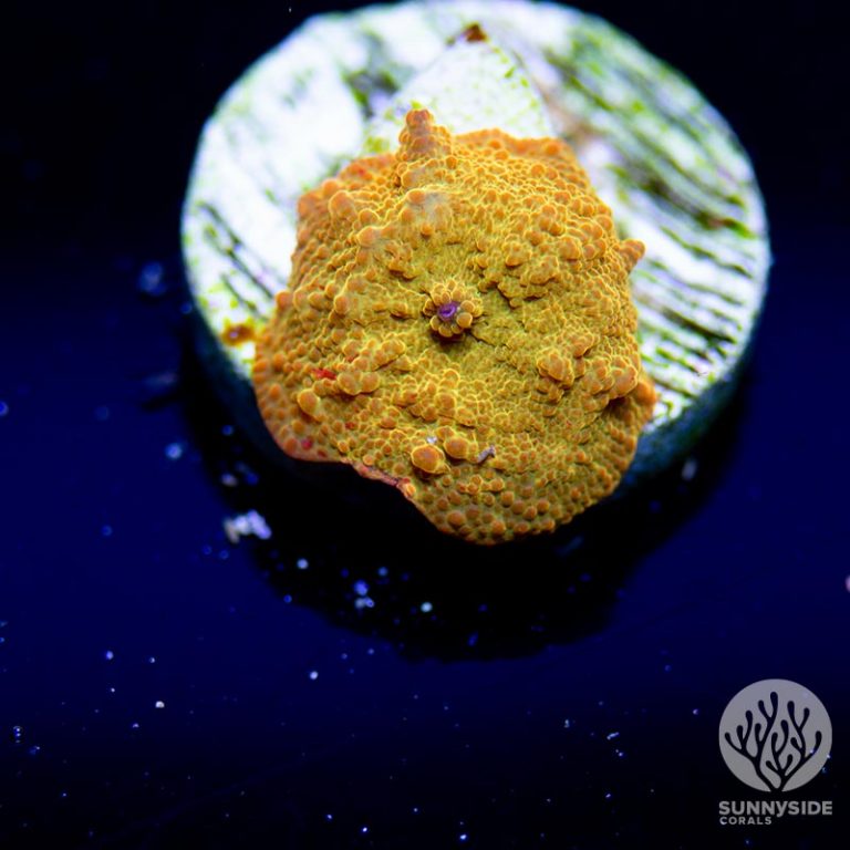 Jawbreaker Mushroom Sunnyside Corals Mushroom Cut To Order