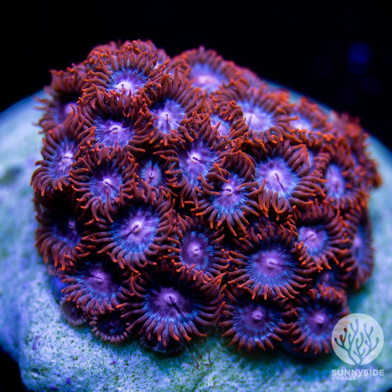 Beginner Coral Red Horizon Zoanthid