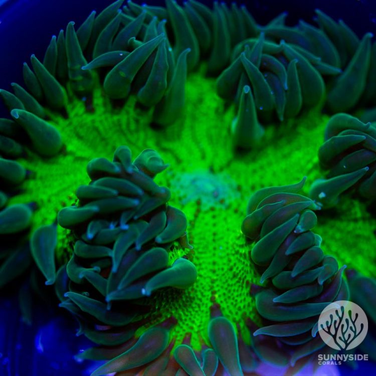 Ultra Rock Flower Anemone