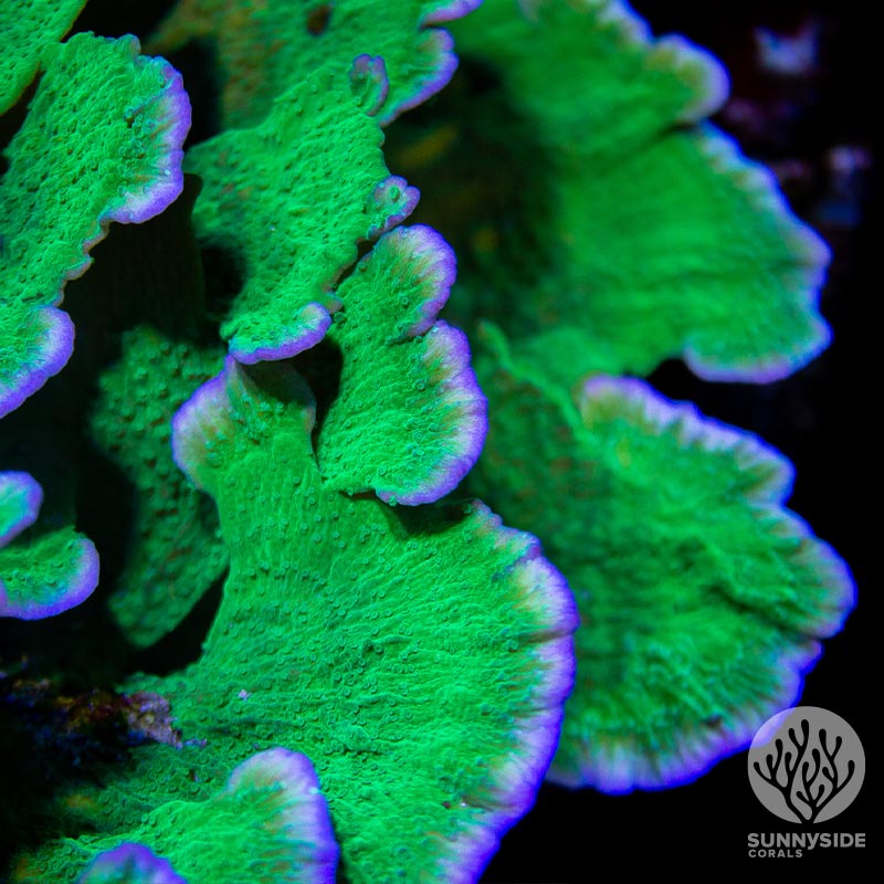 Capricornis montipora - Leng Sy Cap sps coral Montipora