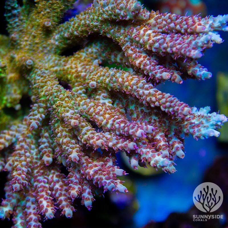 RMF Red Devil nasuta acropora