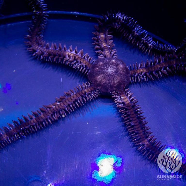 Brittle Starfish Sunnyside Corals Saltwater Inverts
