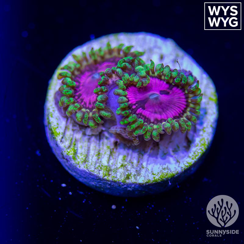 Pink Diamond Zoanthid