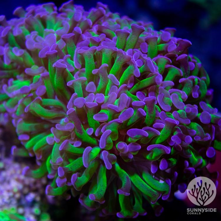 A Comprehensive Guide To Hammer Coral Care | Sunnyside Corals