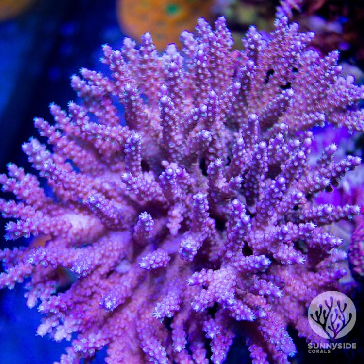 ARC Fireworks Acropora Coral, SPS Acro Coral