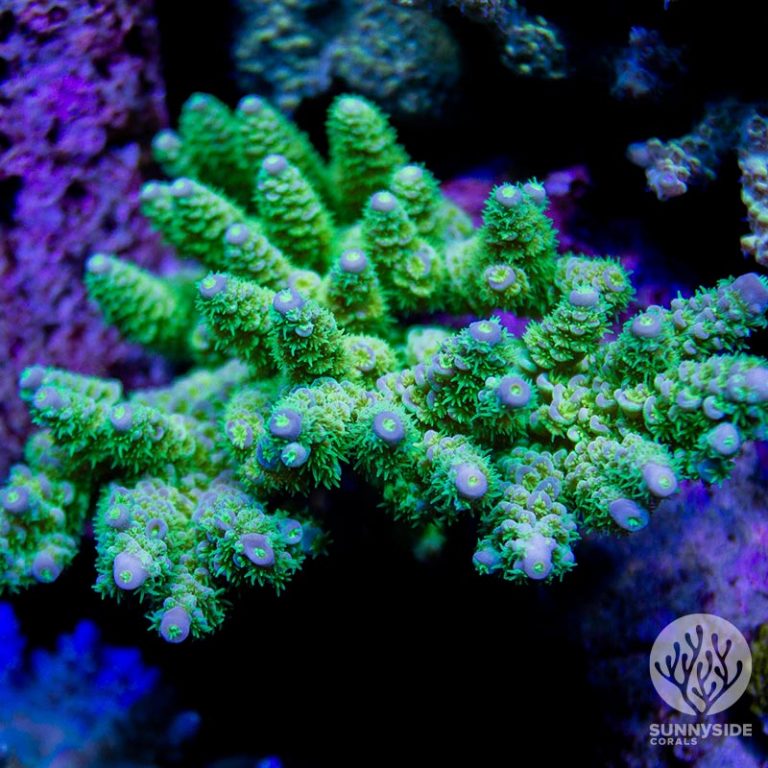 Acropora Coral | Sunnyside Corals | Acropora Coral Care