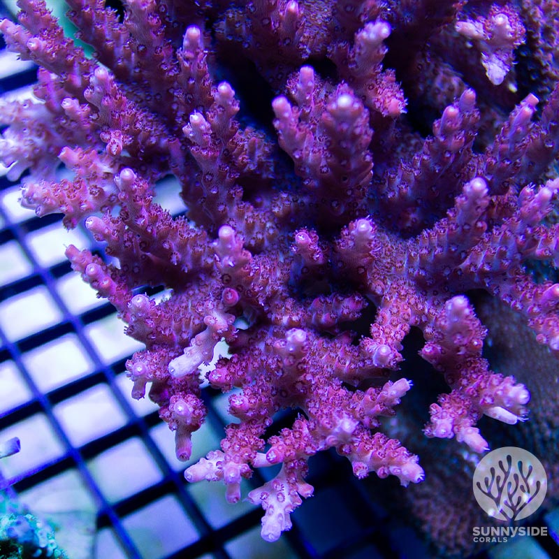 Acropora Coral | Sunnyside Corals | Acropora Coral Care