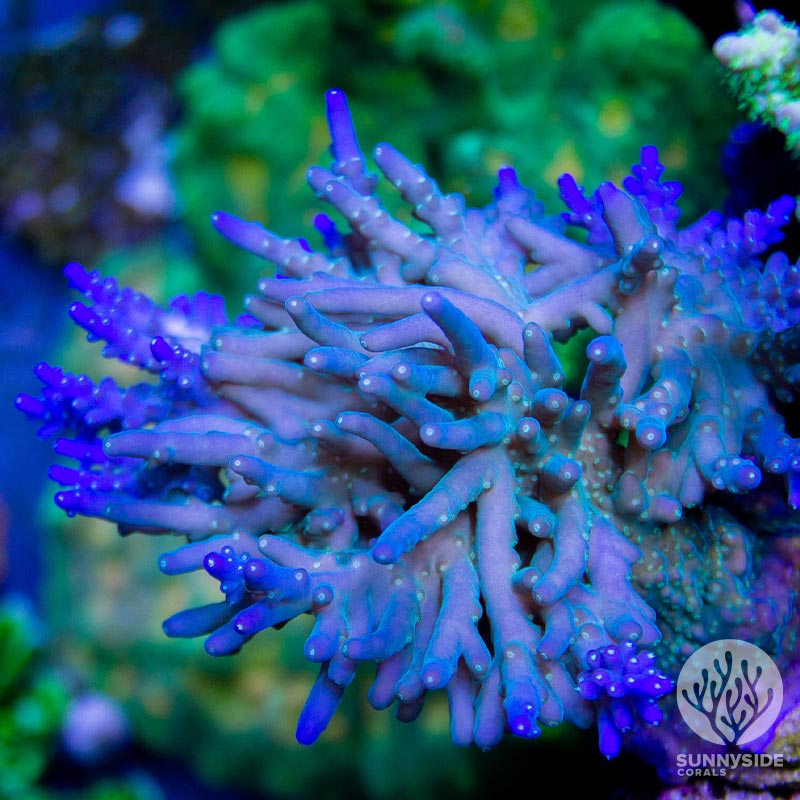 Tabular Acropora: A Coral Hero That Could Save Reef Beds - ReefCause