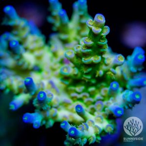 Sexy Corals Orange Passion - Acropora