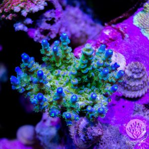 SPS Coral – Page 2 – Sunnyside Corals