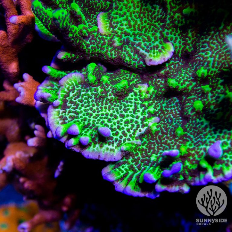 Montipora Sunnyside Corals Montipora Coral Care