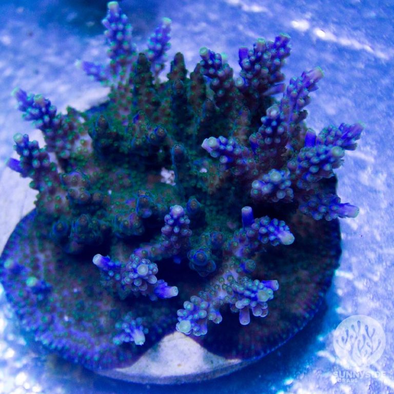 Tri-color Acropora