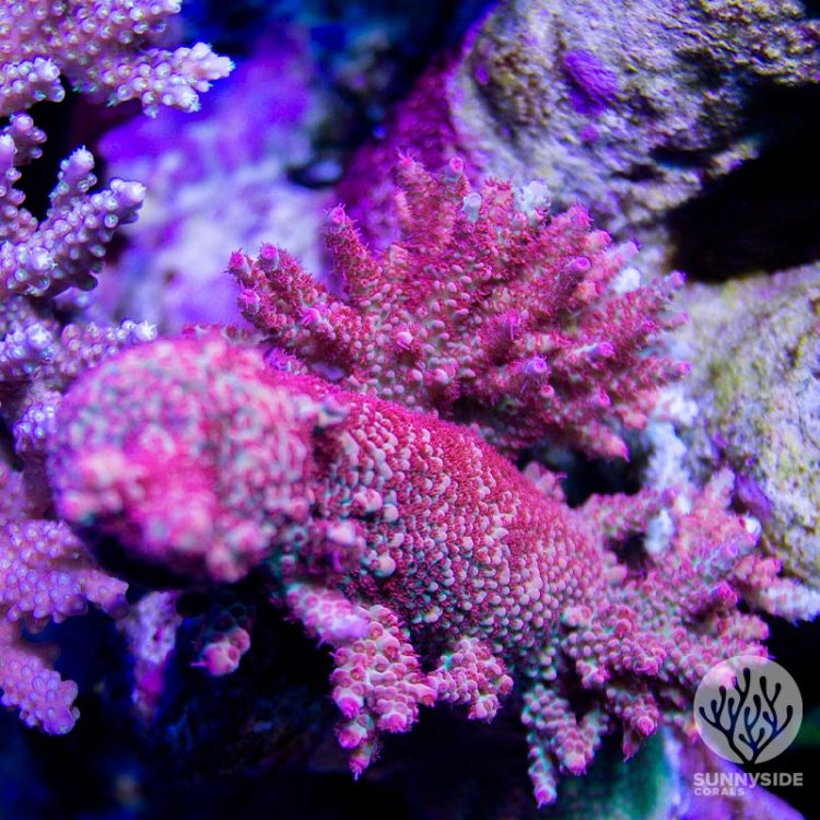 Two Guys Coral Defender of the Universe