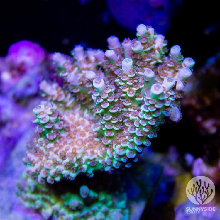 UC Loony Bin sps coral, acropora