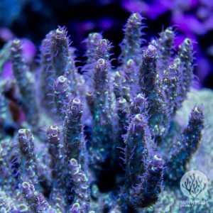 World Wide Coral Afterparty Coral, SPS Coral, Acro, Acropora Coral