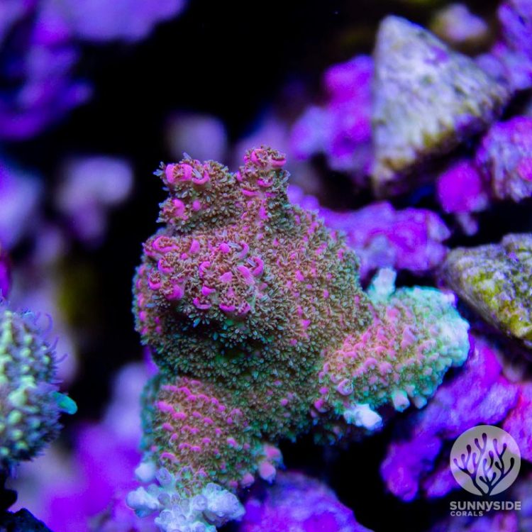 WWC Jello Shot Millepora