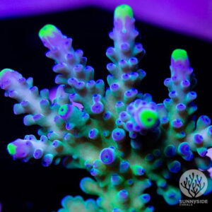 Poletti's Yellow Tip Austera - Cut To Order