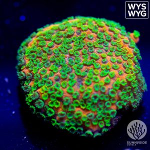 SPS Corals For Sale - Sunnyside Corals- Acropora - Montipora