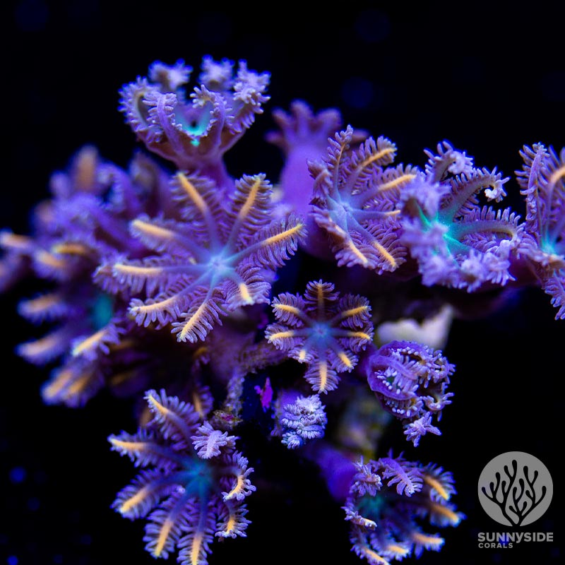 Acropora Coral Sunnyside Corals Acropora Coral Care Acropora Coral Sunnyside Corals Acropora Coral Care
