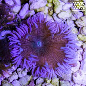 Fancy Rock Flower Anemone