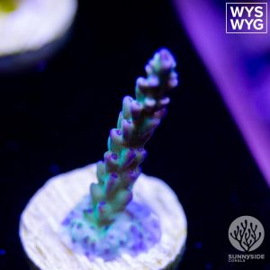 SPS Corals For Sale - Sunnyside Corals- Acropora - Montipora