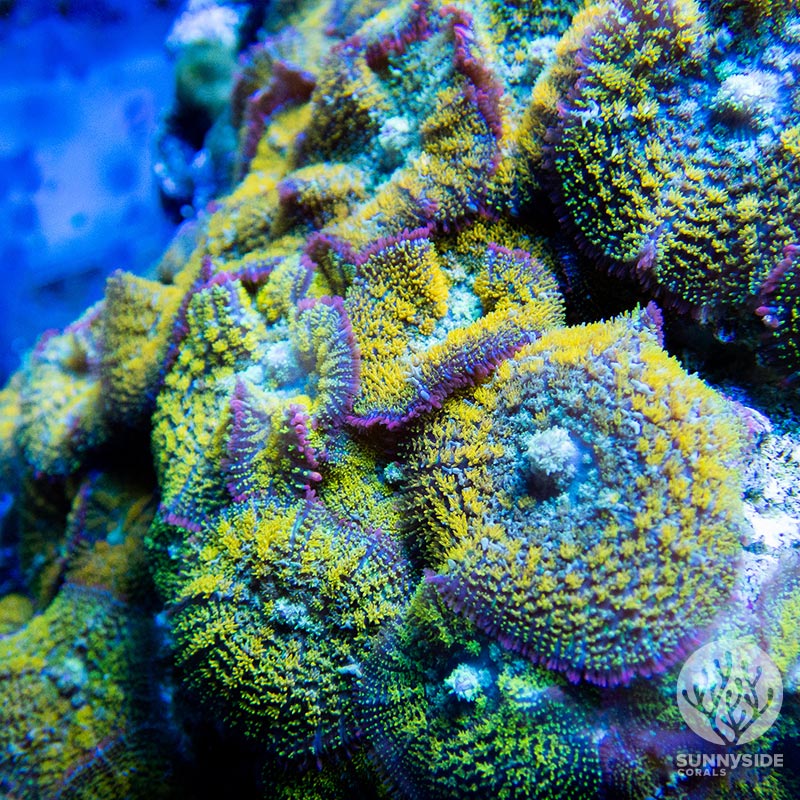 soft coral - Beginner coral - Gonzo Golden Dragon Mushroom