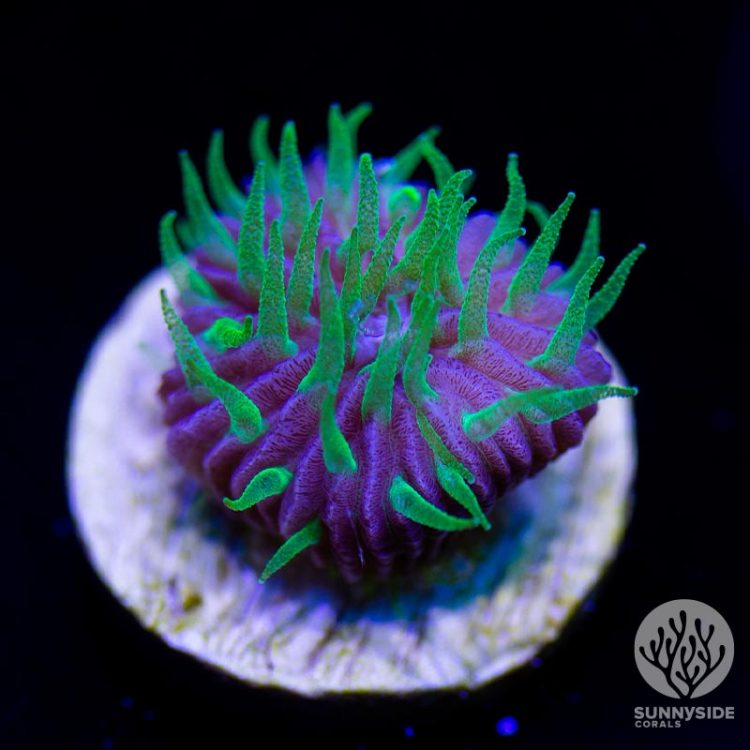 Green And Purple Fungia Plate Coral