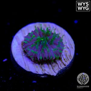 Green and Purple Fungui Plate Coral