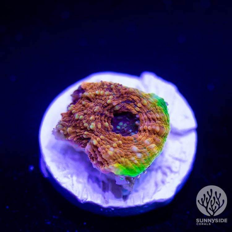 Orange Crush Echinata