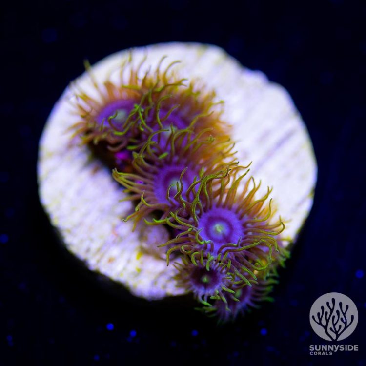 purple-nurple-zoanthid