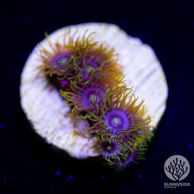 Purple Nurple Zoanthid