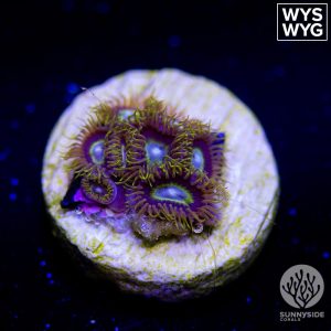 Purple Stinger Zoanthid