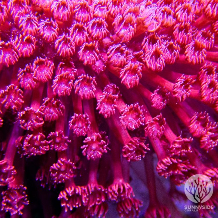 Soft coral Red Gonipora - Cut To Order