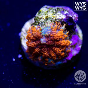 Superman Rhodactis Mushroom