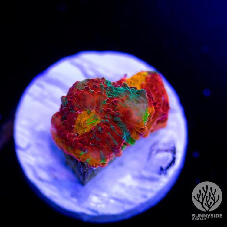 WWC Jelly Bean Chalice