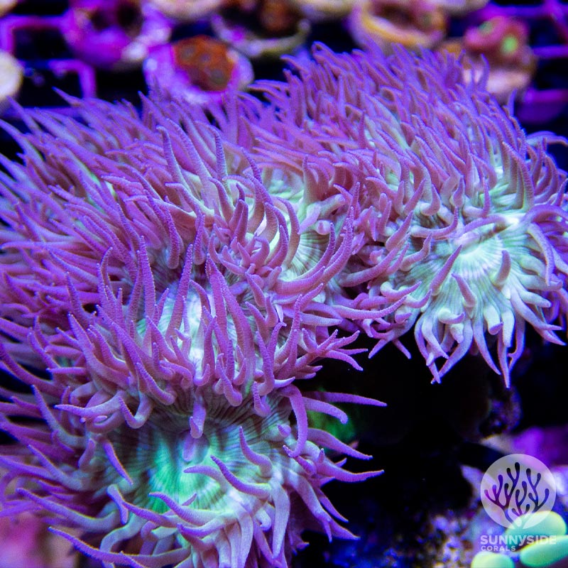 The Ultimate Guide To Duncan Coral Care Sunnyside Corals