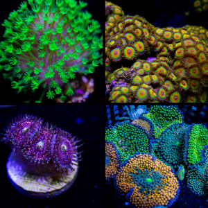 Beginner Coral Pack - Soft 4