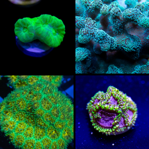 Beginner Coral Pack - Mixed 3