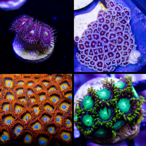 Beginner Coral Pack - Zoanthid 3