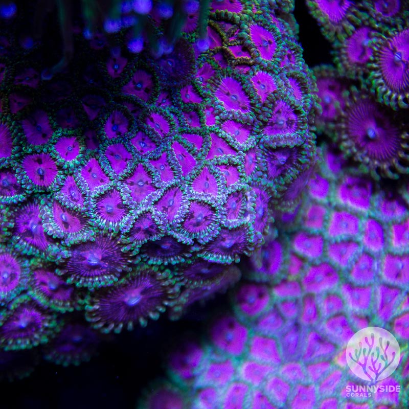 Pink Diamond Zoanthid colony