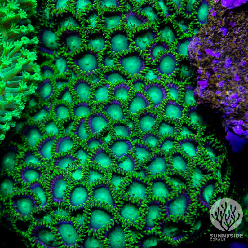 radioactive dragon eye zoanthid colony