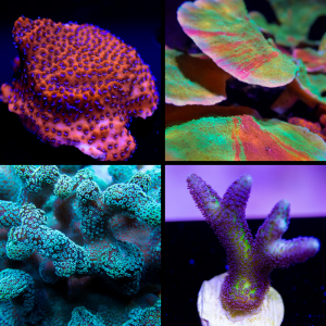 SPS Beginner Coral Pack