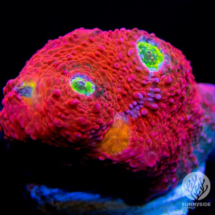 Chalice Coral Sunnyside Corals Chalice Coral Care