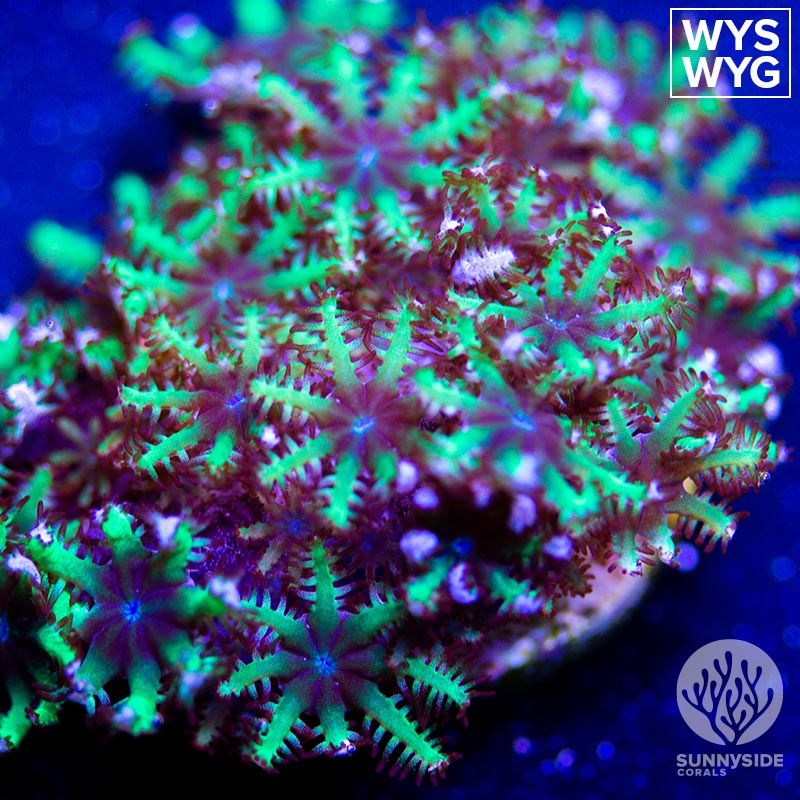 Blue-Sympodium – Sunnyside Corals