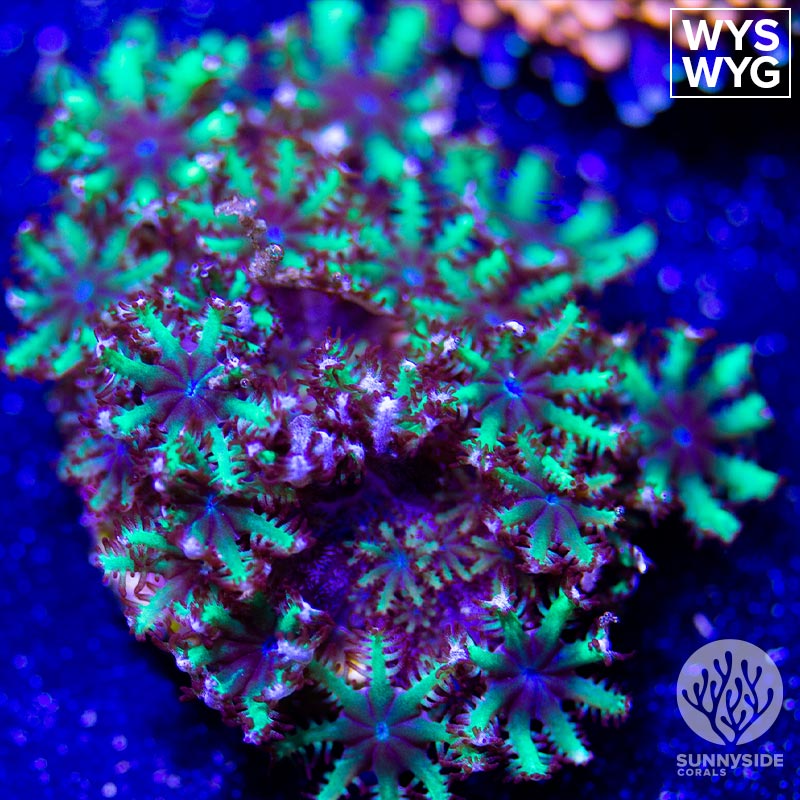 Blue-Sympodium – Sunnyside Corals