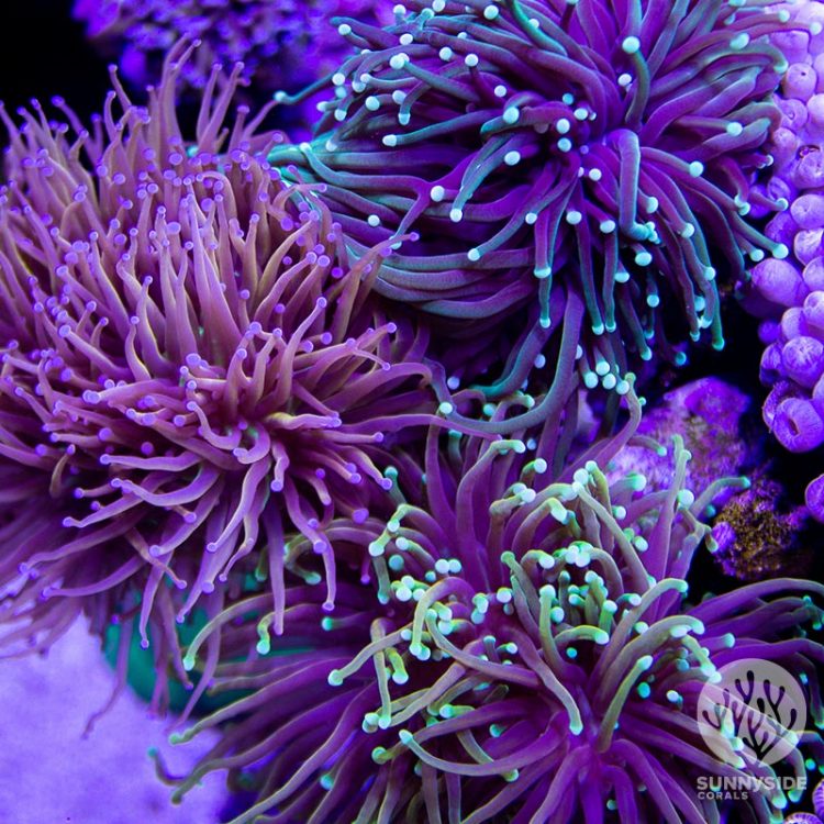 Brown Jelly Euphyllia Sunnyside Coral