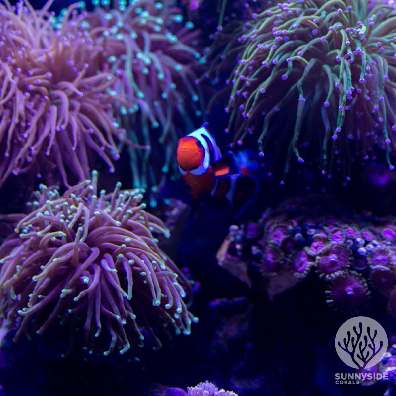 Torch with Clown fish