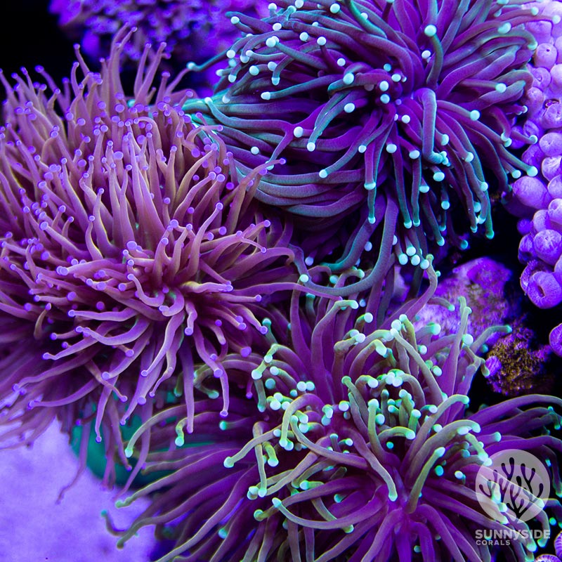 Torch Coral