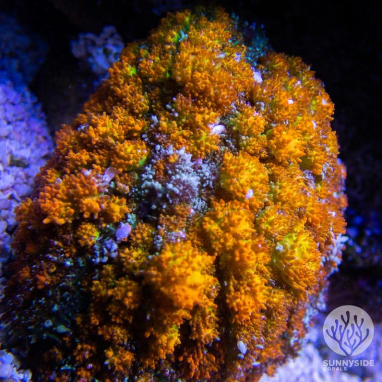 Berserker Bounce Mushroom